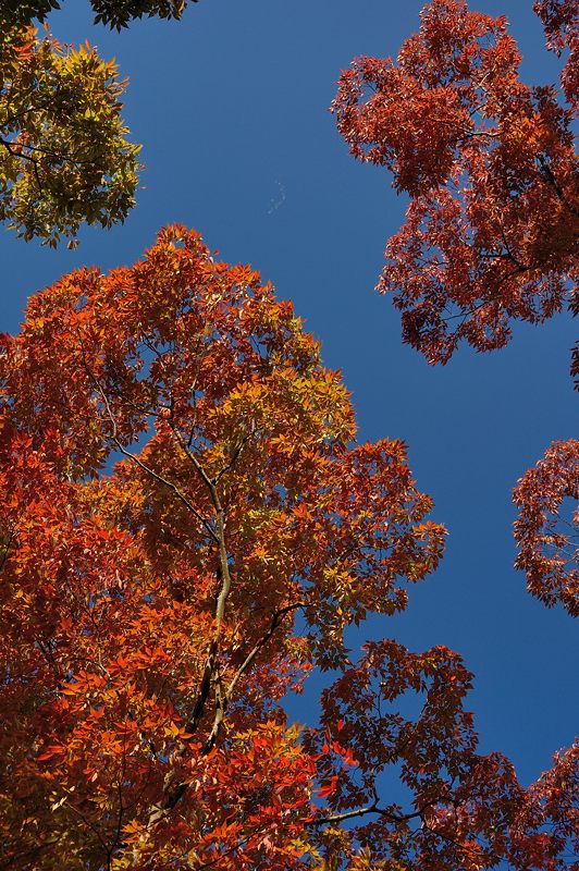 京都府立植物園 ケヤキ並木の紅葉_f0032011_19412918.jpg