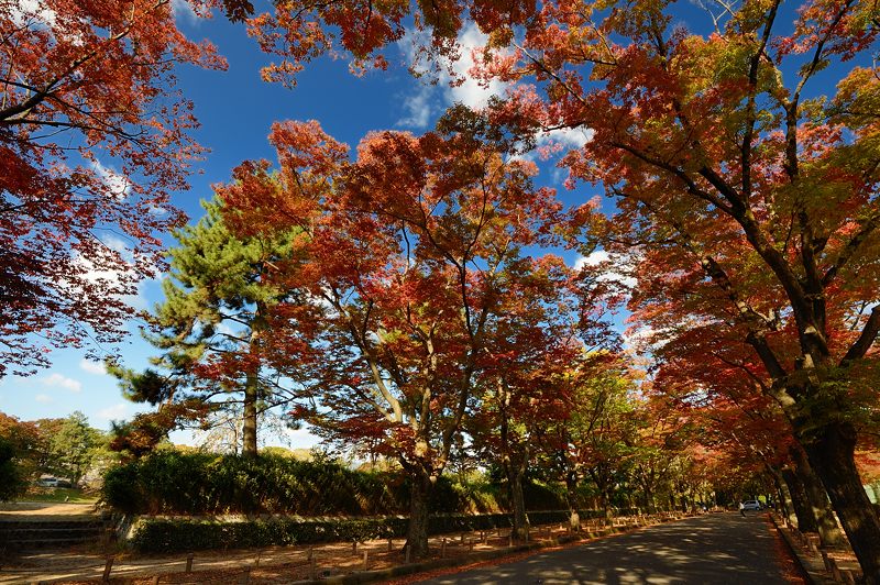 京都府立植物園 ケヤキ並木の紅葉_f0032011_1941465.jpg