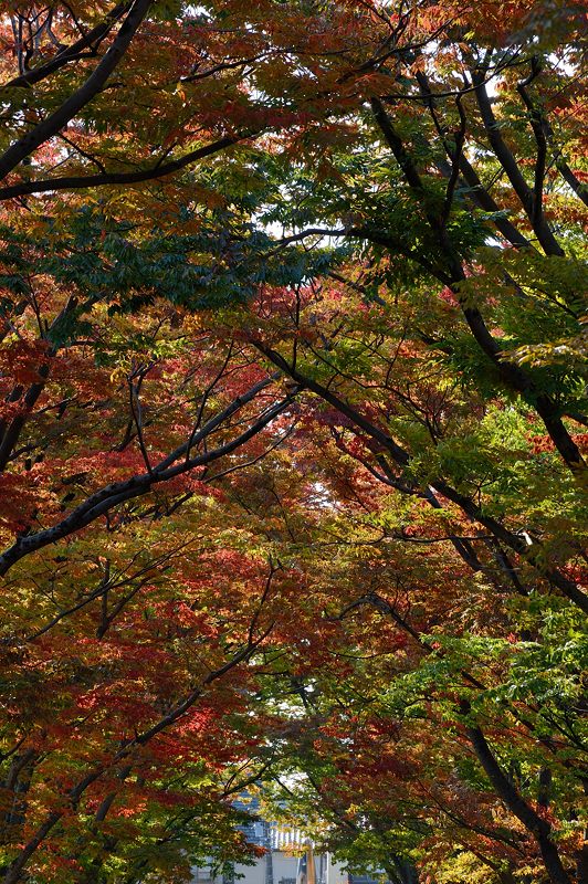 京都府立植物園 ケヤキ並木の紅葉_f0032011_19415410.jpg
