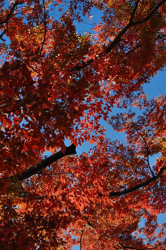 京都府立植物園 ケヤキ並木の紅葉_f0032011_1942429.jpg