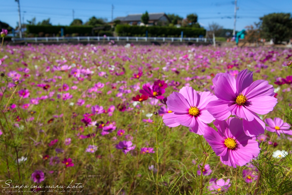 富士と稲と秋桜と_d0193615_112067.jpg