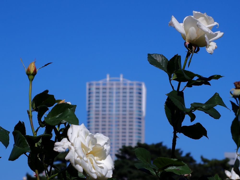 b0204819_22215697.jpg