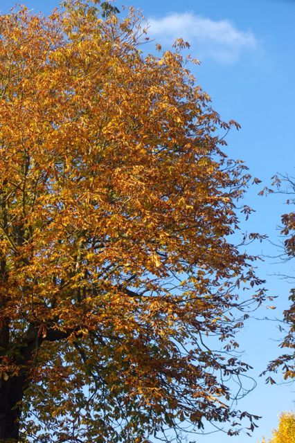 秋の紅葉と落ち葉ひらひら15 ロンドン 2人暮らし 秋の紅葉と落ち葉ひらひら15 ロンドン 2人暮らし