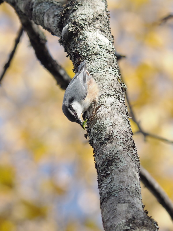 f0330321_1749154.jpg
