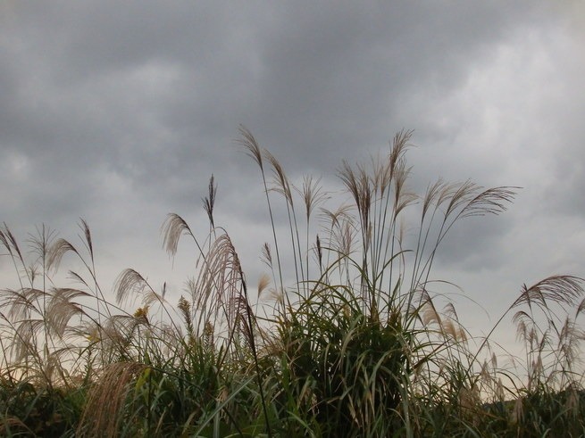 晩秋の雨_a0054240_20363661.jpg