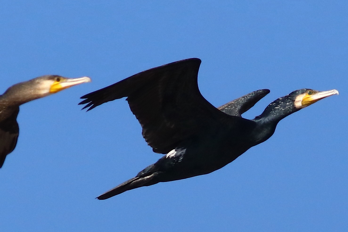 秋冬の鳥撮り ００５ かわう 久我山散人