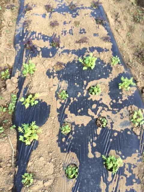 蚕豆＆エンドウ豆の畝作り終了しました　さあ木曜日あたりから　播種します_c0222448_20463910.jpg