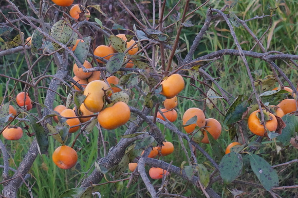 f0257756_043256.jpg