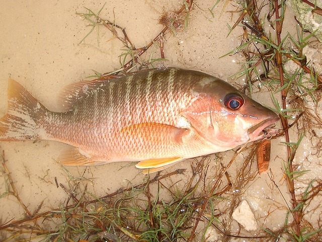 メキシコの魚達 2005年5月 : Pescador（釣り人）の日常