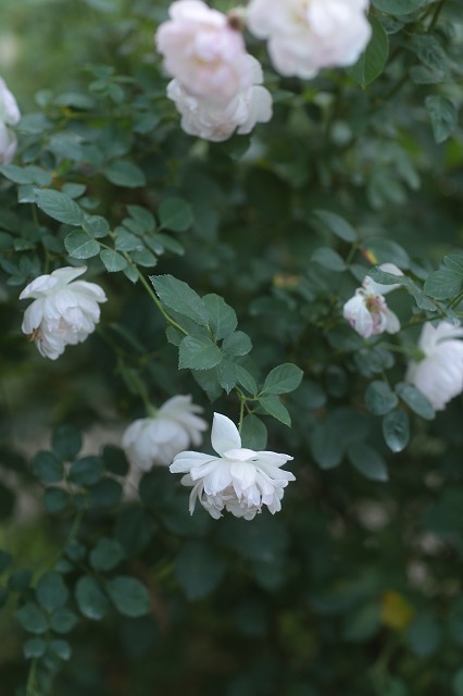 d0177073_72018.jpg