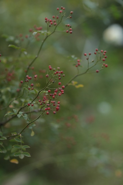 d0177073_73630.jpg