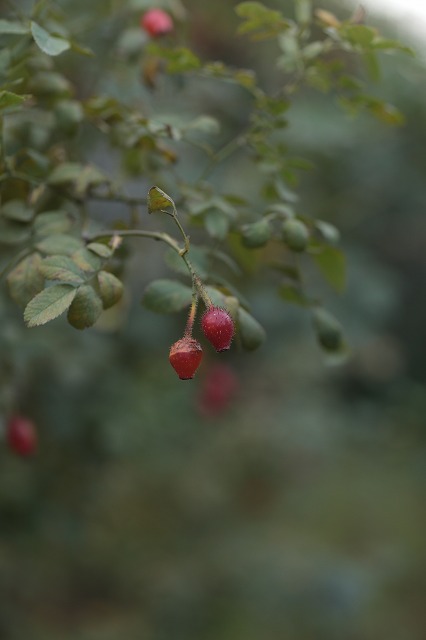 d0177073_74518.jpg