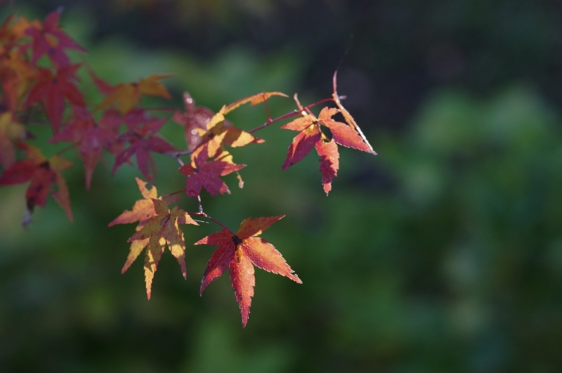 薔薇ともみじ　NEX-6  M Rokkor 90mm/f4  HERIAR CLASSIC 50mm/f2_c0338787_11062337.jpg