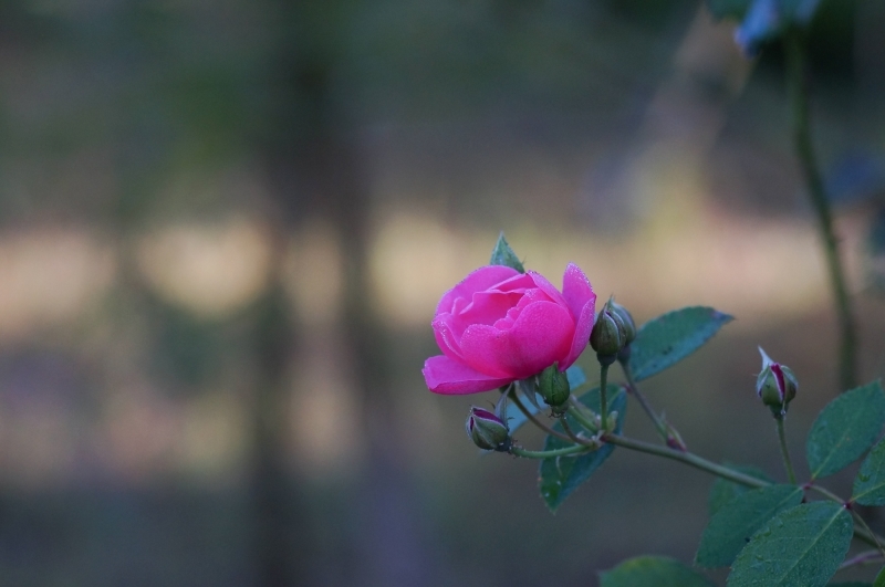 薔薇ともみじ　NEX-6  M Rokkor 90mm/f4  HERIAR CLASSIC 50mm/f2_c0338787_11063699.jpg