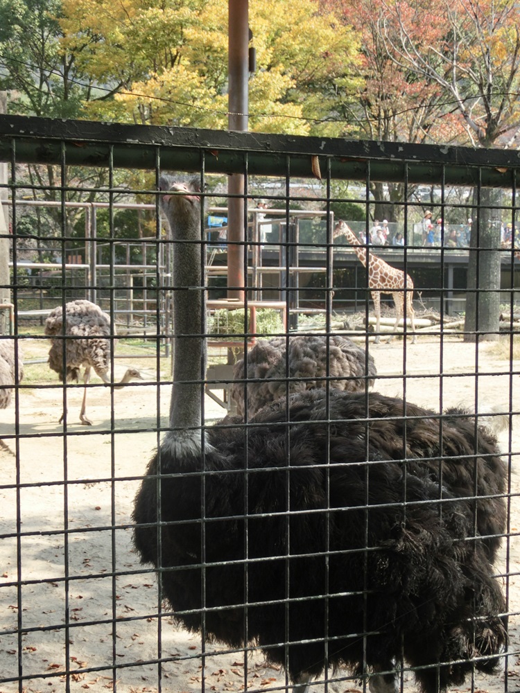 安佐動物園に行ってきました☆_e0190698_823756.jpg