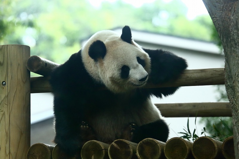 最近、話題にのぼることもなく、写真を目にすることも少なくなったジャイアント・パンダ（上野動物園）_b0291402_05444424.jpg