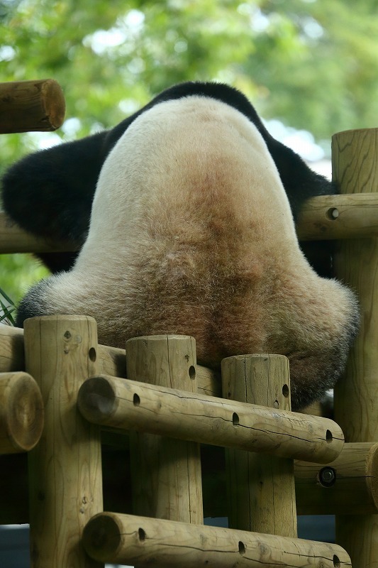 最近、話題にのぼることもなく、写真を目にすることも少なくなったジャイアント・パンダ（上野動物園）_b0291402_05455098.jpg