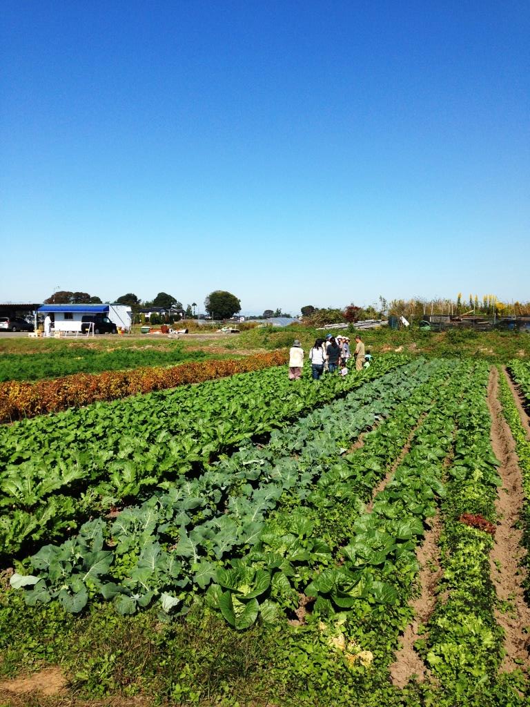 10/26　まんまる農園さんでサツマイモ堀り！_c0248102_23264722.jpg