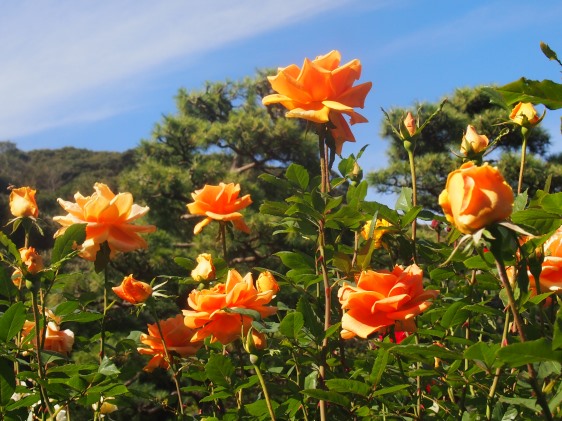 バラの花時　鎌倉文学館の秋バラ(2015.10.27)_e0245404_030252.jpg