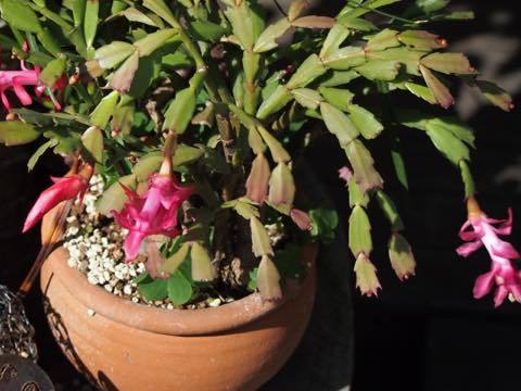 この時期(クリスマス)にオススメの花❀_a0037910_10220813.jpg