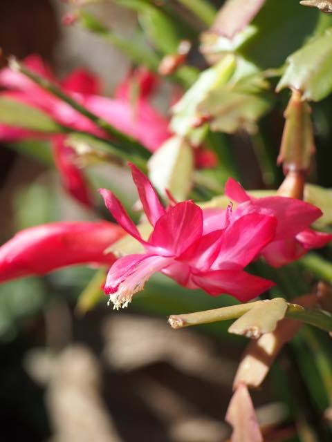 この時期（クリスマス）にオススメの花❀_a0037910_10220855.jpg