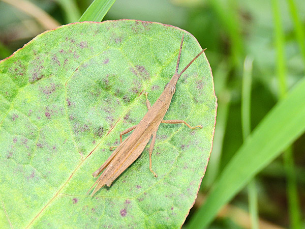 ショウリョウバッタモドキ 一寸の虫にも五分の魂