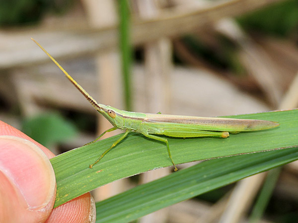 ショウリョウバッタモドキ 一寸の虫にも五分の魂