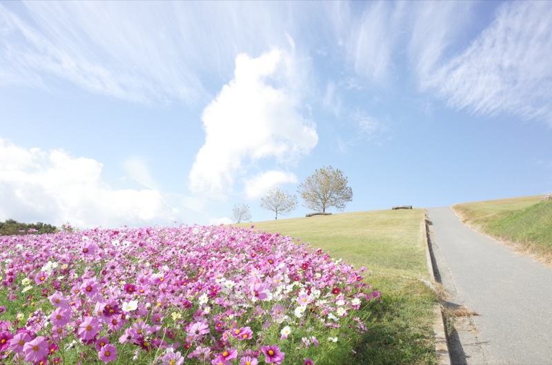 行き当たりばったり淡路島_a0136013_16113321.jpg