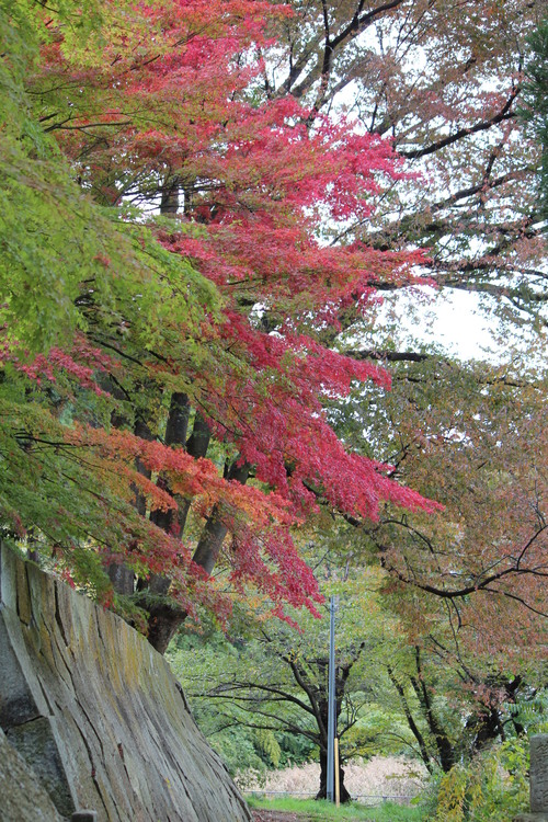 昌禅寺の紅葉_a0315813_15583675.jpg