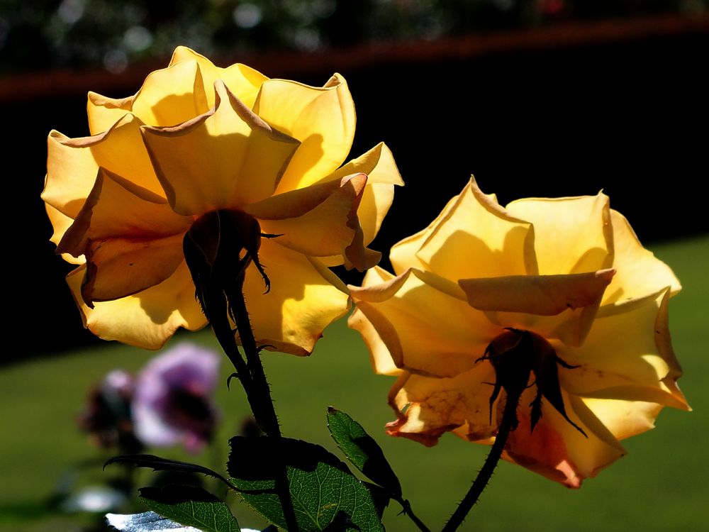 b0204819_8232391.jpg