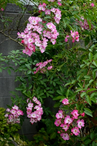 d0096422_99239.jpg