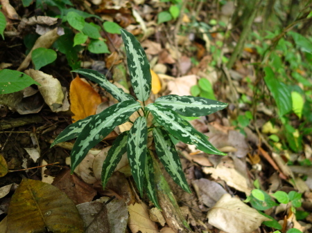 アグラオネマピクタム/aglaonema  アルゲンタム   （特大サイズ）