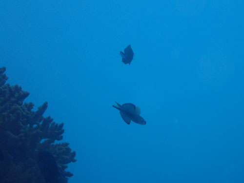 2015年10月28日(水・晴れ時々曇り)甲浦_d0164831_1501320.jpg