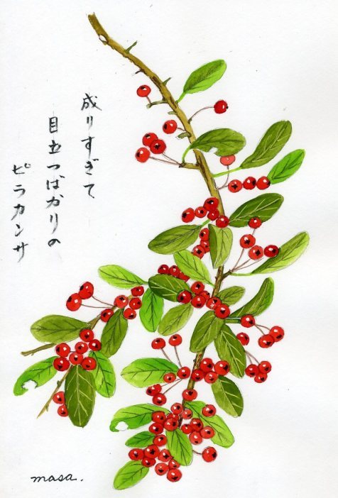 色づいたピラカンサス がちゃぴん秀子の日記 色づいたピラカンサス がちゃぴん秀子の日記