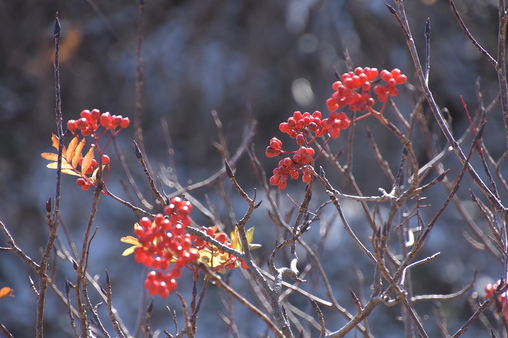 恒例の紅葉めぐり_a0115745_1492051.jpg