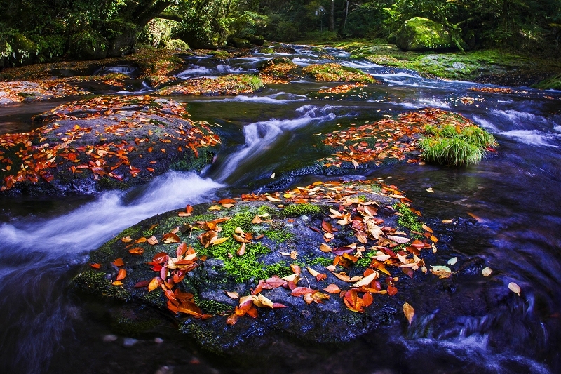 菊池渓谷紅葉情報 菊池渓谷の風景 菊池渓谷紅葉情報 菊池渓谷の風景