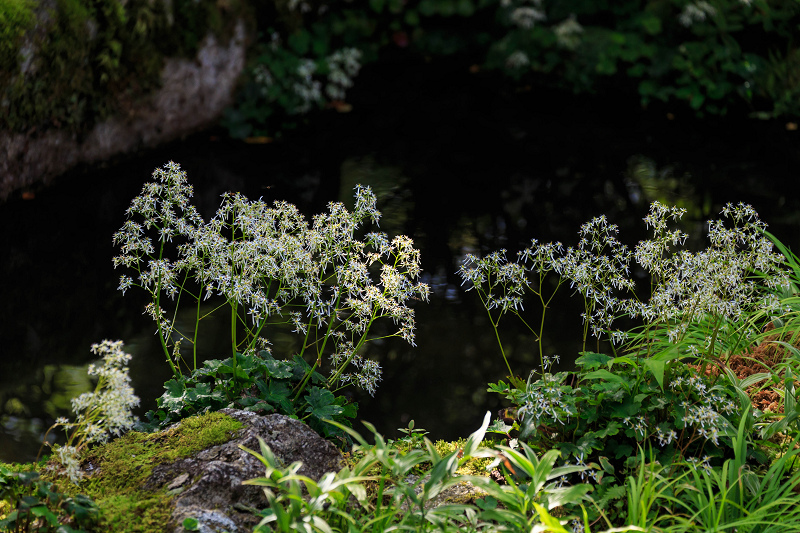 実光院・秋の可愛らしい花々_f0155048_23351619.jpg