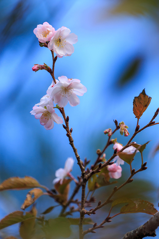 実光院・秋の可愛らしい花々_f0155048_2344406.jpg