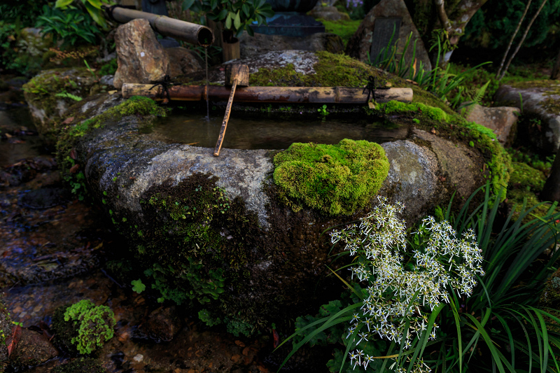 実光院・秋の可愛らしい花々_f0155048_23465094.jpg