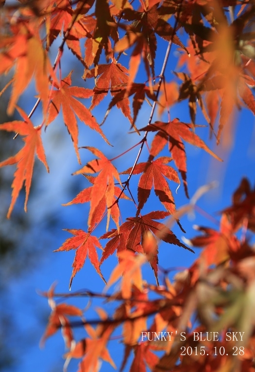 c0145250_11334706.jpg
