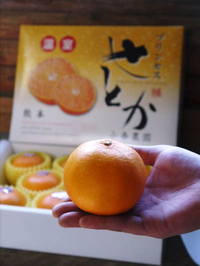 究極の柑橘「せとか」 今年も順調に成長し色づき始めました!_a0254656_18491757.jpg