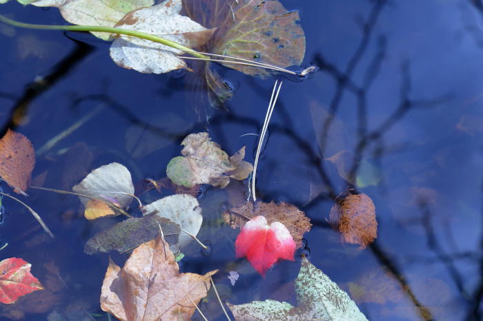 北海道大学構内で秋を撮る（2015.10.28）_a0181066_18182254.jpg