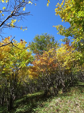 東洞岳・イノ洞　　わくわく止まらぬ里山で紅葉_f0302771_1059582.jpg