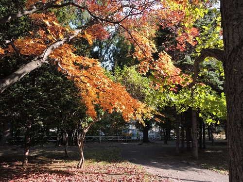 月寒公園散策_e0351973_22424269.jpg