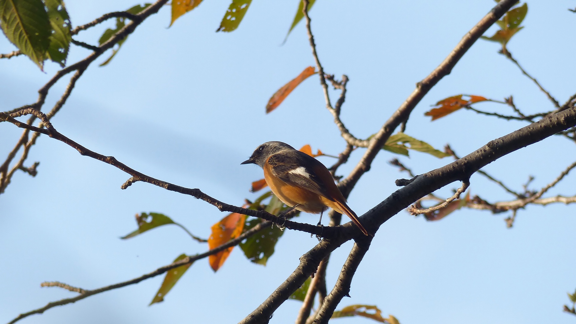 鴻沼川の冬鳥一番乗りは？_a0185081_10232329.jpg