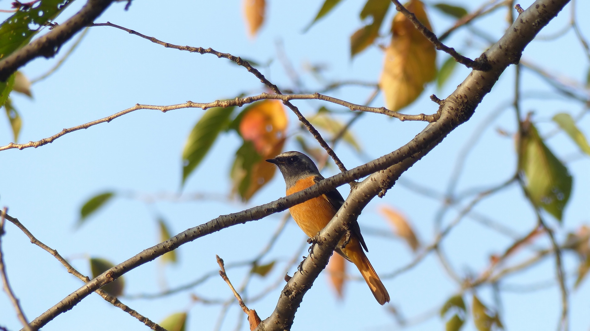 鴻沼川の冬鳥一番乗りは？_a0185081_10233491.jpg