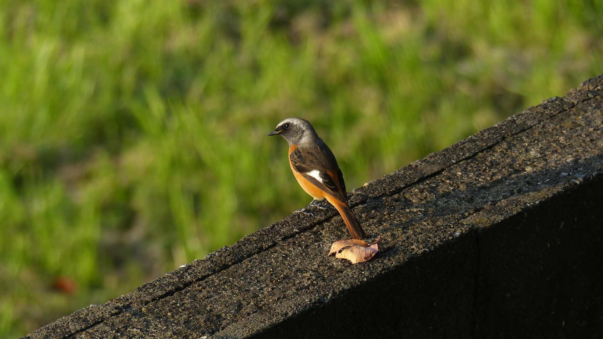 鴻沼川の冬鳥一番乗りは？_a0185081_10234565.jpg