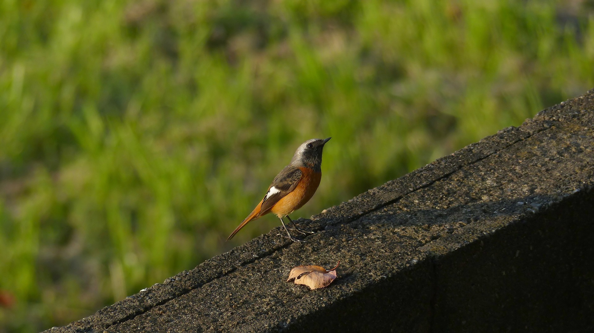 鴻沼川の冬鳥一番乗りは？_a0185081_10235577.jpg