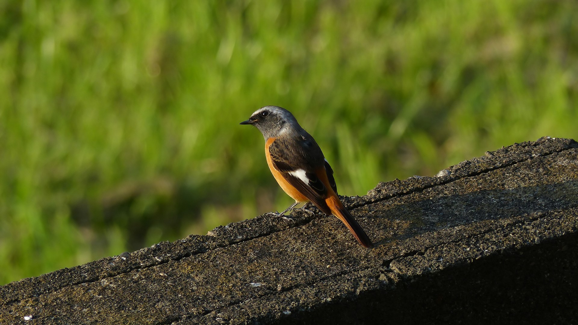 鴻沼川の冬鳥一番乗りは？_a0185081_10241889.jpg