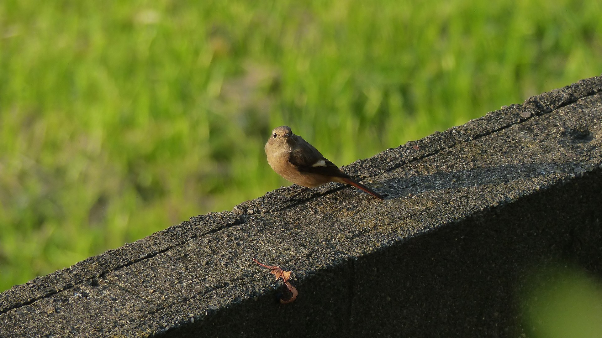 鴻沼川の冬鳥一番乗りは？_a0185081_10243441.jpg